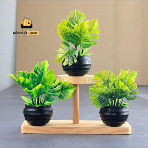 cây cảnh